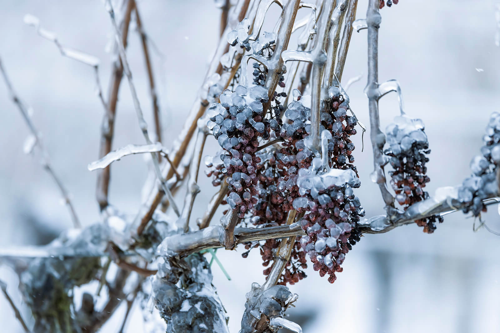 snow-grapes-recipe